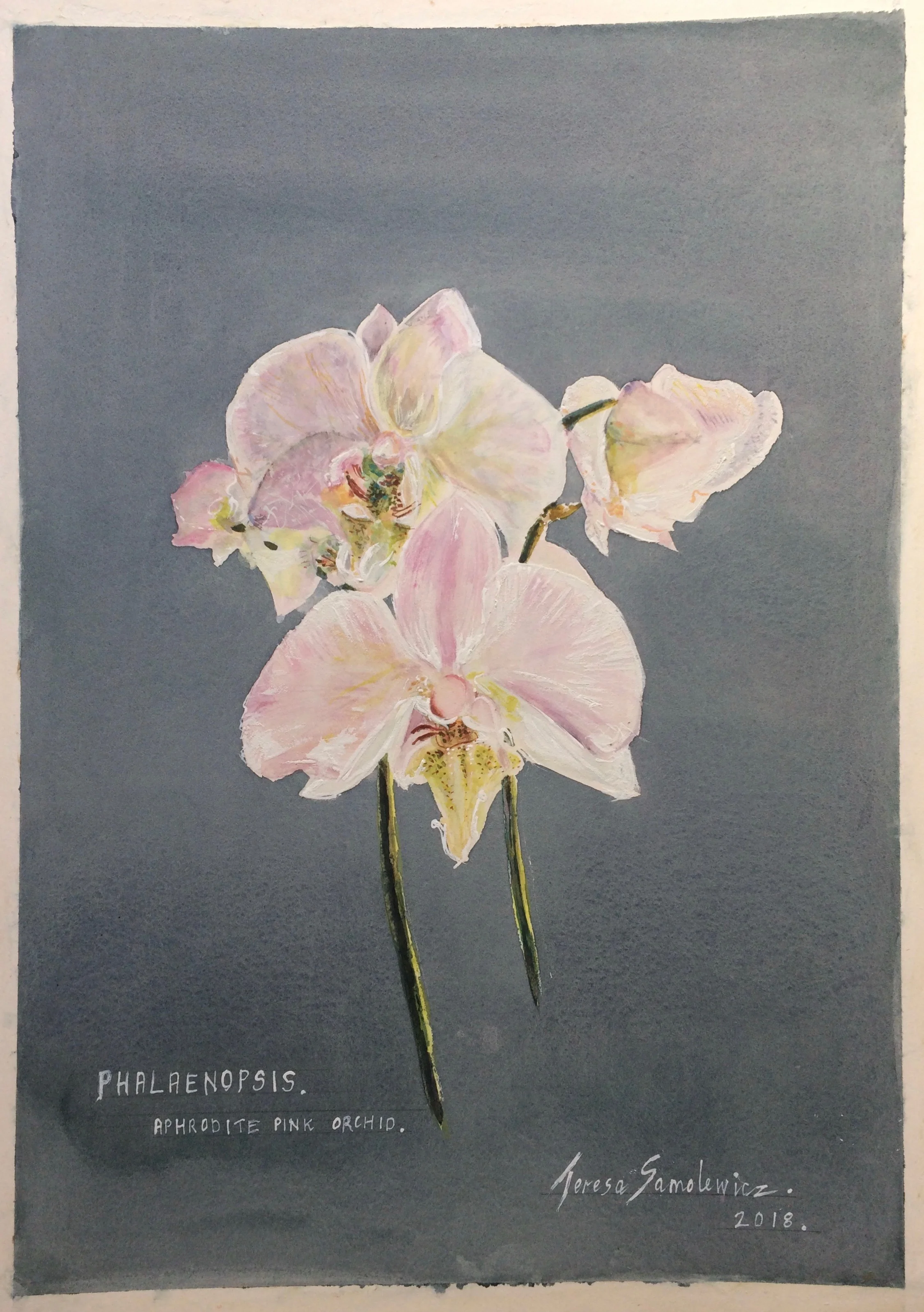Signed Limited Edition Prints for Sale-Phalaenopsis. Aphrodite
